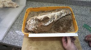 El cráneo del fósil mide unos 30 cm de largo - copia
