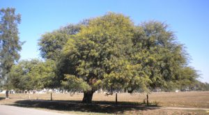 El árbol del Algarrobo provee de sombra y alimentos